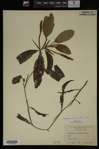 Potamogeton illinoensis image