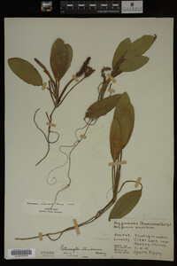 Potamogeton illinoensis image