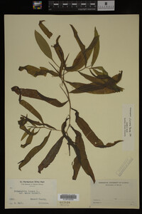 Potamogeton illinoensis image
