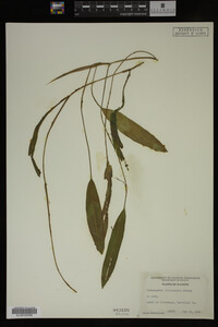 Potamogeton illinoensis image