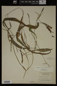 Potamogeton illinoensis image