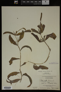 Potamogeton illinoensis image