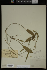 Potamogeton illinoensis image