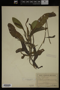 Potamogeton illinoensis image