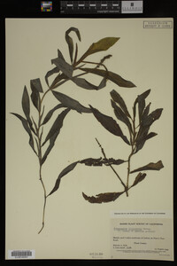 Potamogeton illinoensis image