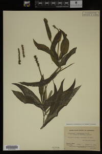 Potamogeton illinoensis image