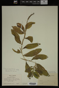 Potamogeton illinoensis image