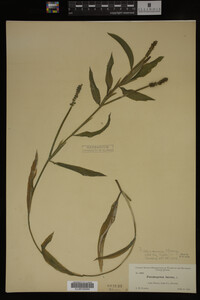 Potamogeton illinoensis image