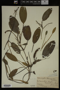 Potamogeton illinoensis image