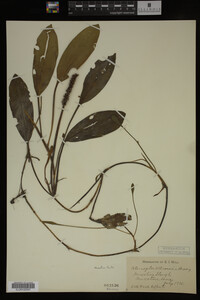 Potamogeton illinoensis image