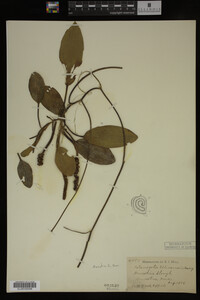 Potamogeton illinoensis image