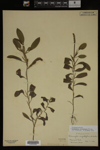 Potamogeton illinoensis image