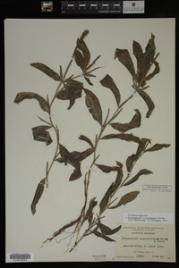 Potamogeton illinoensis image