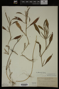 Potamogeton illinoensis image