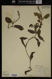 Potamogeton illinoensis image