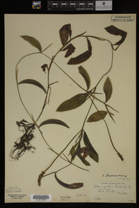 Potamogeton illinoensis image