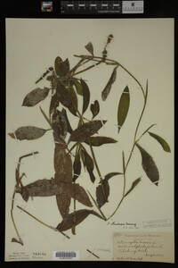 Potamogeton illinoensis image