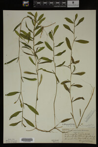 Potamogeton illinoensis image