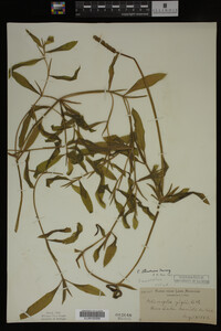 Potamogeton illinoensis image