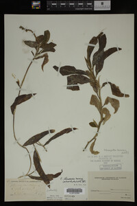 Media resource of Potamogeton illinoensis