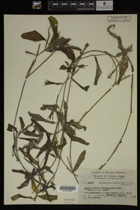Potamogeton illinoensis image
