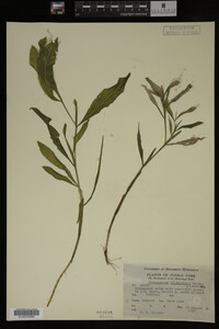 Potamogeton illinoensis image