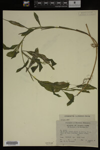 Potamogeton illinoensis image