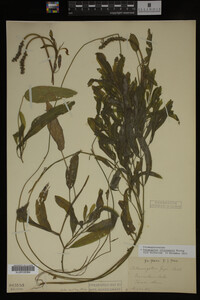 Potamogeton illinoensis image