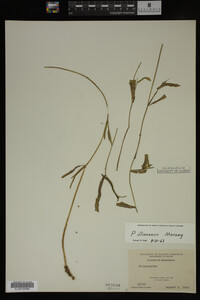 Potamogeton illinoensis image