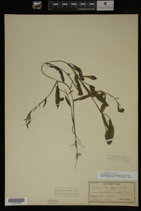 Potamogeton illinoensis image