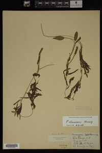 Potamogeton illinoensis image