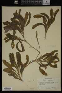 Potamogeton illinoensis image