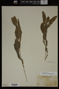 Potamogeton illinoensis image