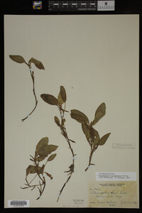Potamogeton illinoensis image