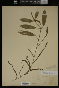 Potamogeton illinoensis image