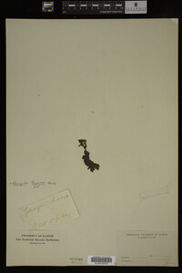 Potamogeton illinoensis image