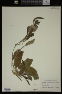 Potamogeton illinoensis image