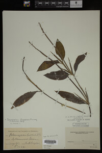 Potamogeton illinoensis image