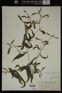 Potamogeton illinoensis image