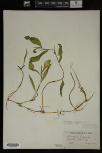 Potamogeton illinoensis image