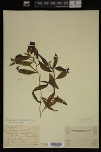 Potamogeton illinoensis image