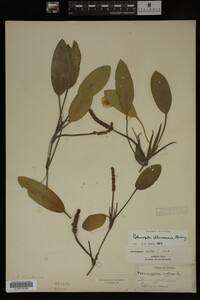 Potamogeton illinoensis image