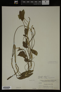 Potamogeton nodosus image
