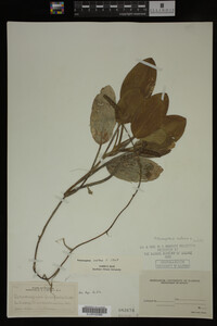 Image Associated With the Occurrence