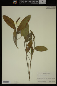 Potamogeton illinoensis image