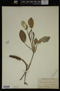 Image Associated With the Occurrence
