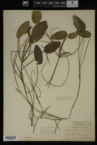 Image Associated With the Occurrence