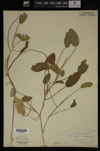 Image Associated With the Occurrence