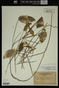 Image Associated With the Occurrence