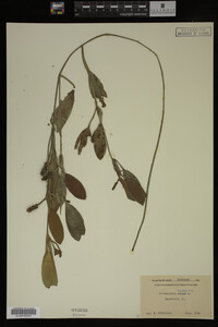 Potamogeton nodosus image